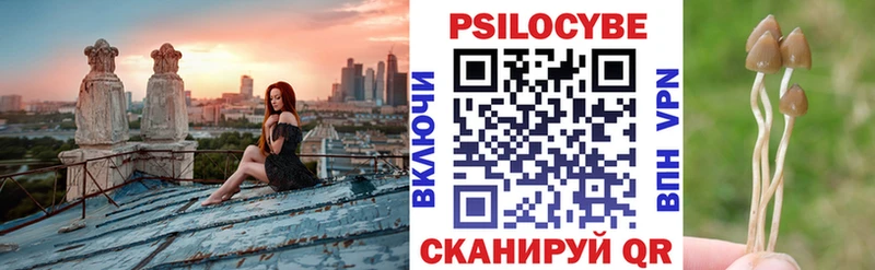 blacksprut зеркало  Каменногорск  Псилоцибиновые грибы Psilocybine cubensis 